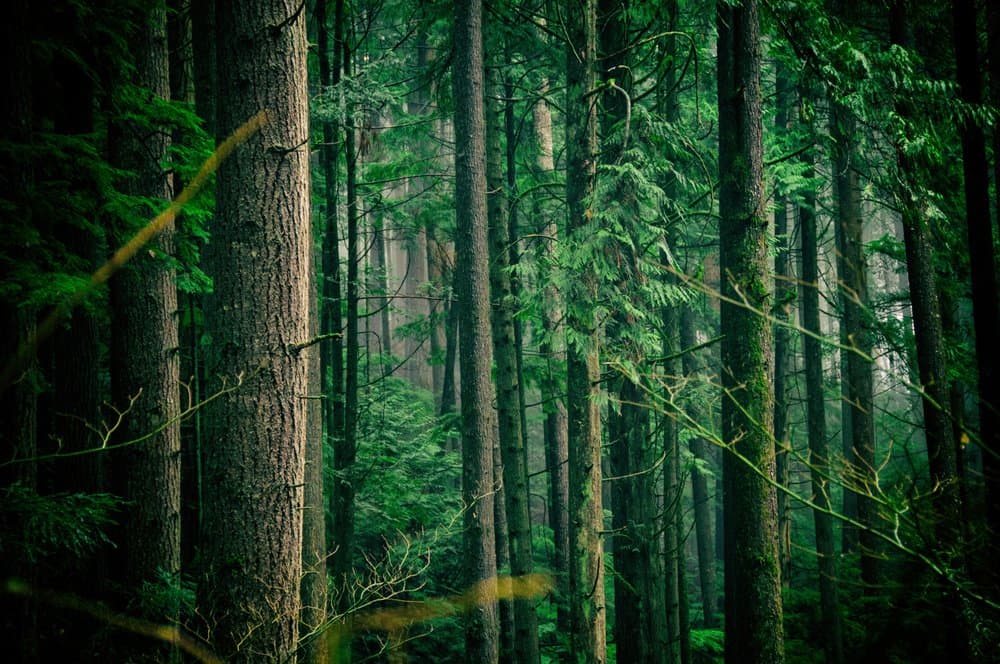 Bell Creek Nature School